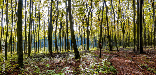 las bukowy jesienią na Jurze Krakowsko-Częstochowskiej photo