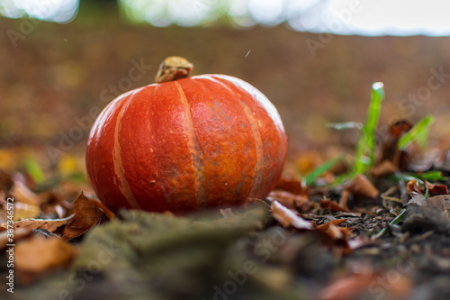 pumpkin on the grass