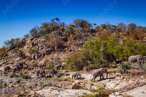 African bush elephant herd walking in boulder scenery in Kruger National park, South Africa ; Specie Loxodonta africana family of Elephantidae
