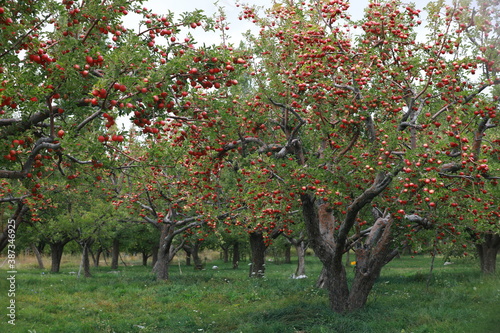 
apple and apple orchards, Amasya Apple