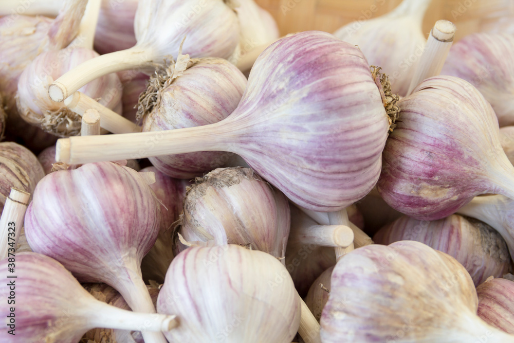Fresh natural garlic, a bunch of heads close-up