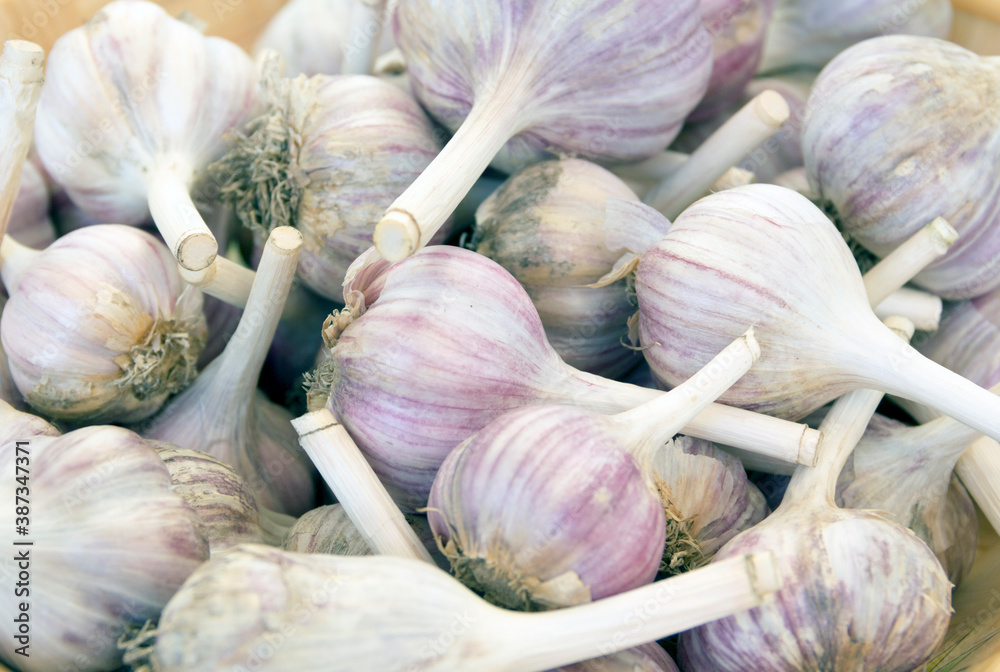 Fresh natural garlic, a bunch of heads close-up