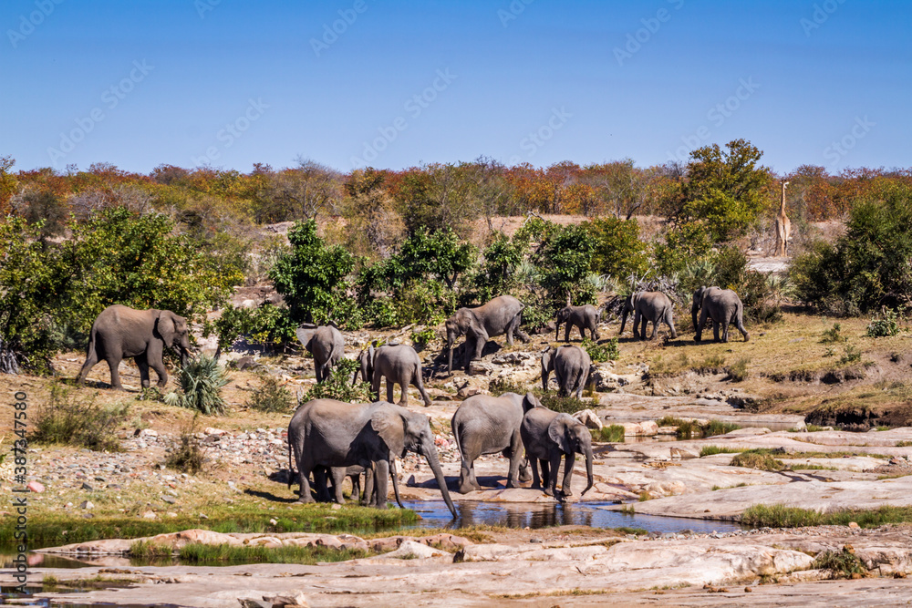 Obraz premium African bush elephant herd in wild scenery in Kruger National park, South Africa ; Specie Loxodonta africana family of Elephantidae