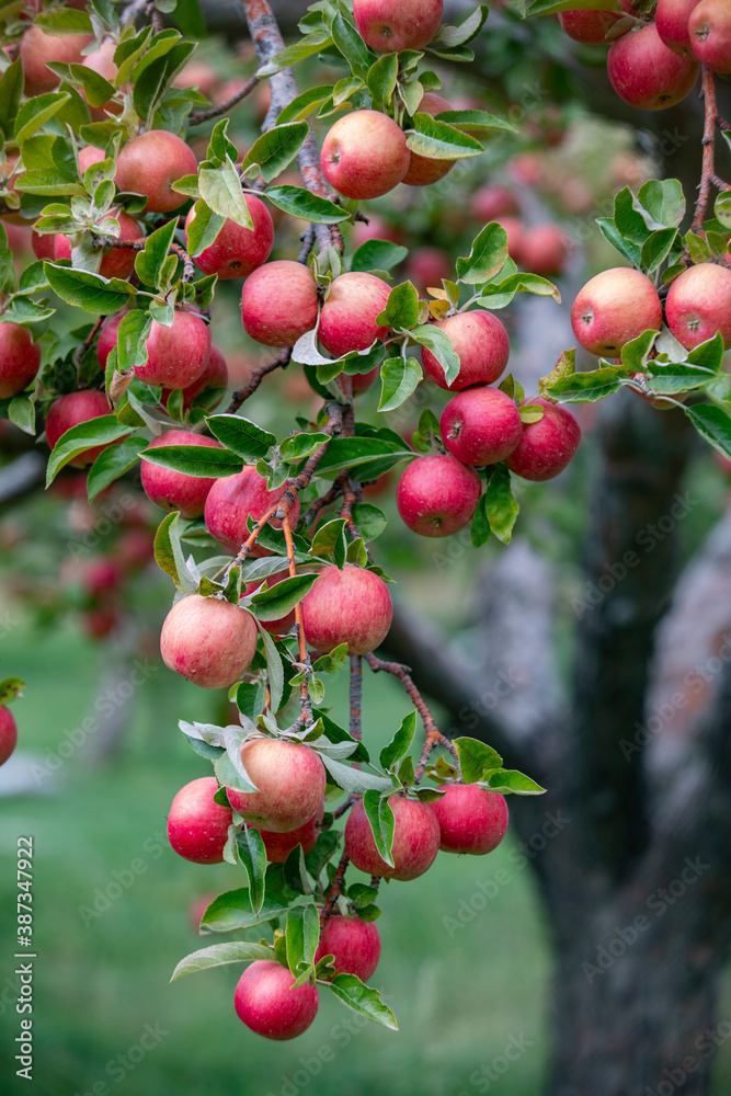 apple and apple orchards, Amasya Apple
apple and apple orchards, Amasya Apple