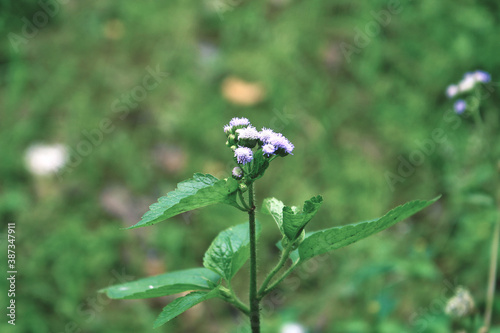 forget me not flowers