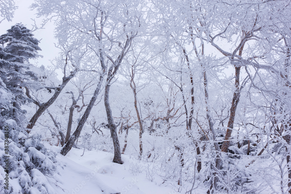 雪の積もった樹林帯 雪の積もった樹林帯