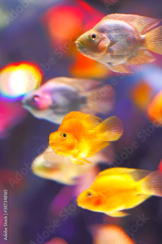 カラフルな金魚たち