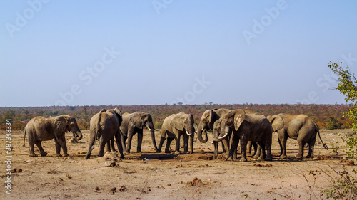African bush elephant small group drinking in waterhole during drought in Kruger National park, South Africa ; Specie Loxodonta africana family of Elephantidae