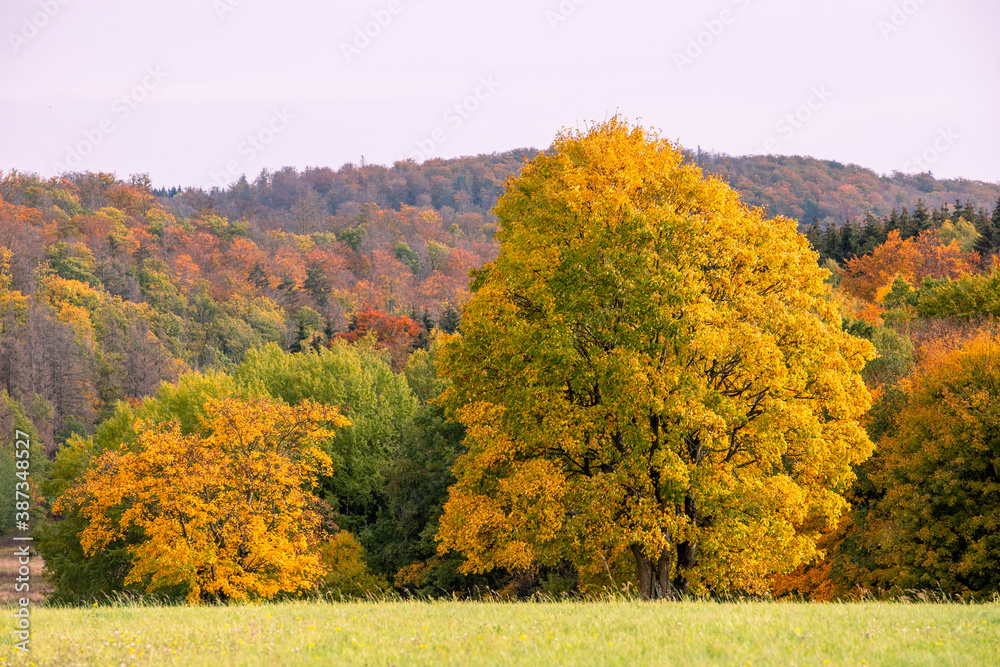 Fototapeta premium Laubfärbung goldener Oktober im Harz