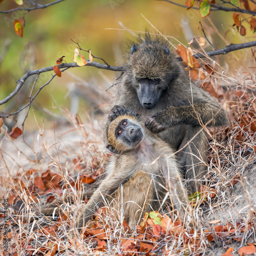 Tableau sur toile Chacma baboon female delousing young in Kruger National park, South Africa ; Spe