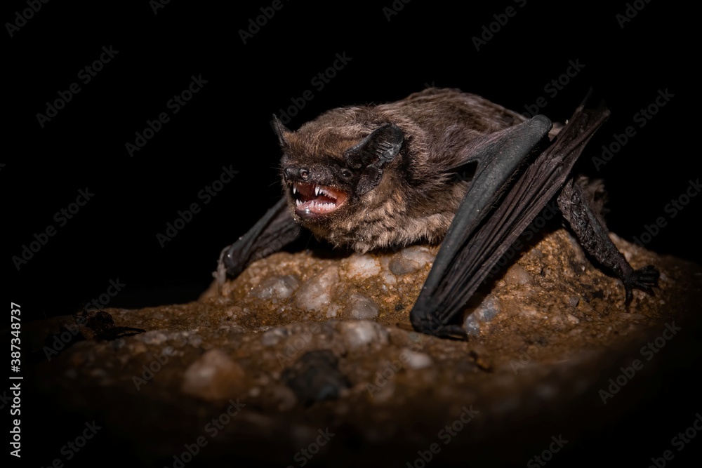 Daubenton's bat (Myotis daubentonii), with beautiful black coloured background. Colorful brown bat on the stone in the cave at night. Wildlife scene from nature, Czech Republic