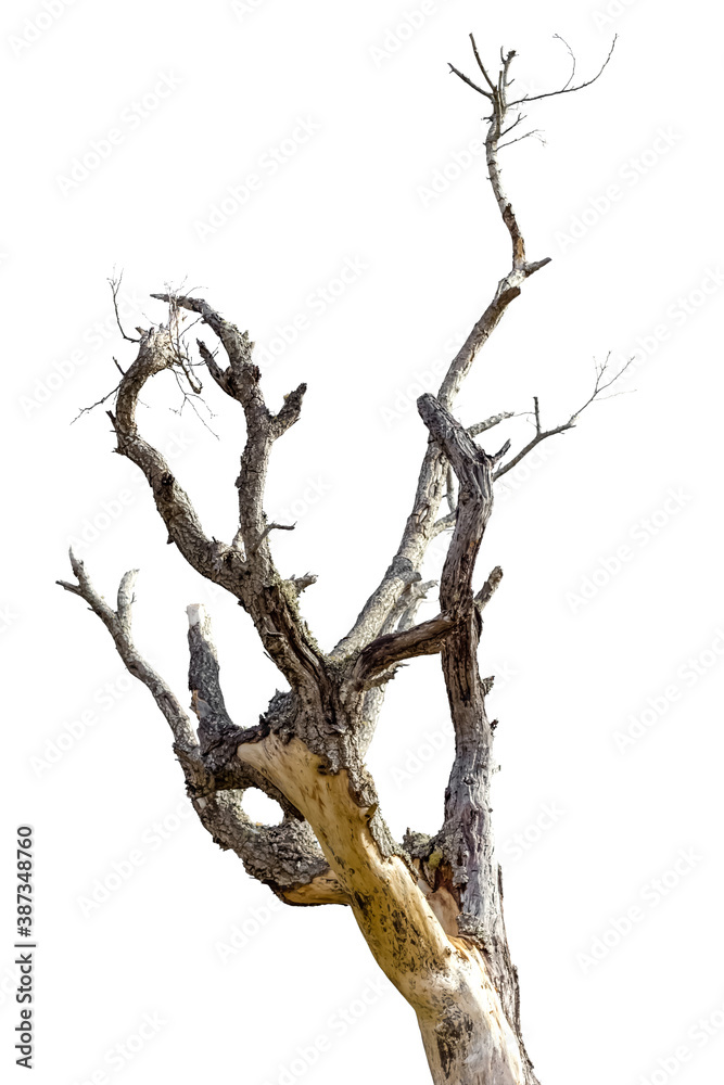 Fototapeta premium tree isolated on white