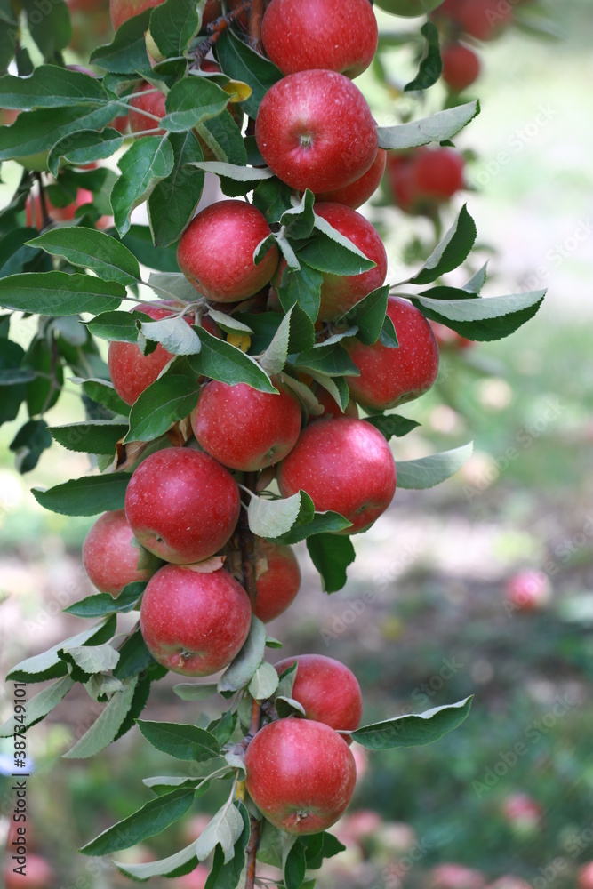 apple and apple orchards, Amasya Apple
apple and apple orchards, Amasya Apple