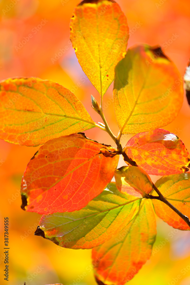 ナツツバキの紅葉 ナツツバキの紅葉