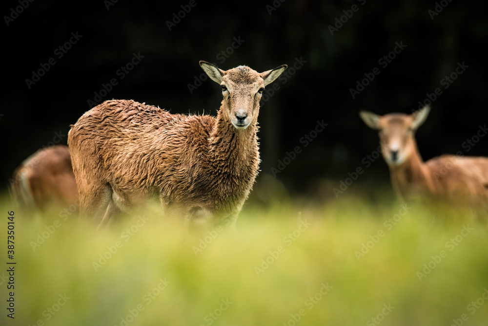 Obraz premium European mouflon (Ovis aries musimon), with beautiful green coloured background. Amazing mammal with brown hair near the forest. Wildlife scene from nature, Czech Republic
