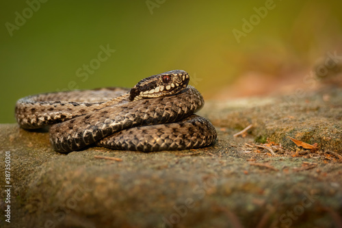 European common adder, European viper (Vipera berus), with beautiful green coloured background. Colorful snake with grey scales on the ground in the forest. Wildlife scene from nature, Czech Republic