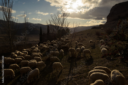 Flock of sheep grazing at sunset on a winter day, Atienza, Guadalajara, Spain