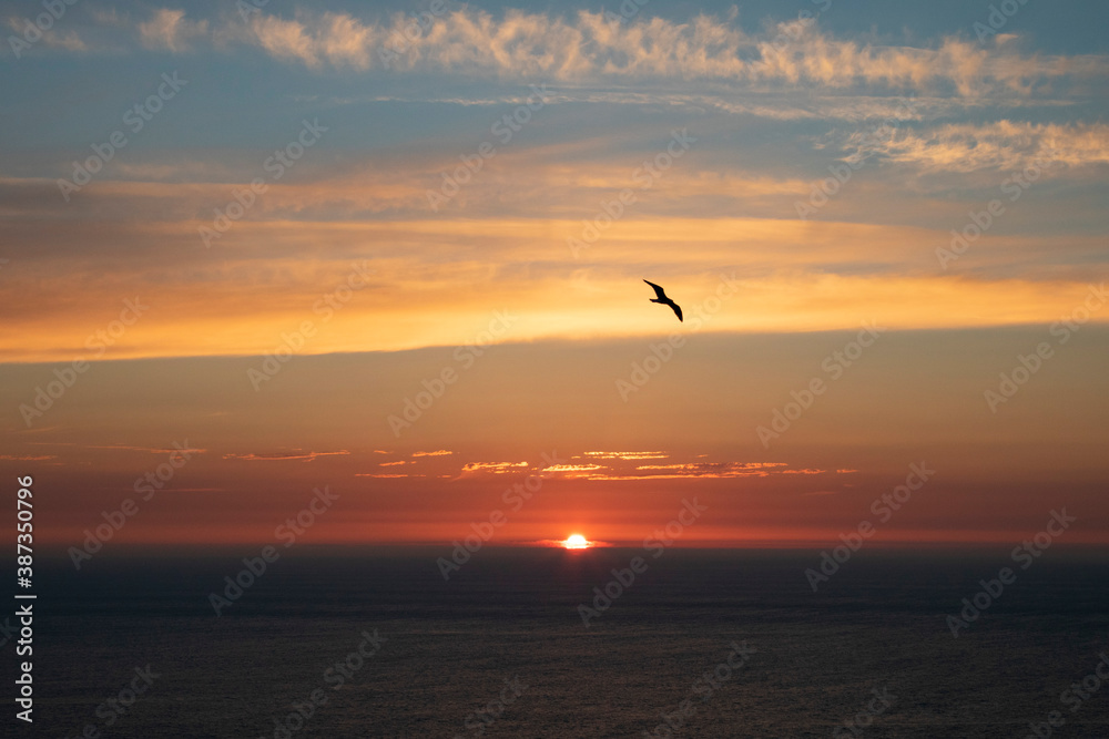 Seagull over the sunset
