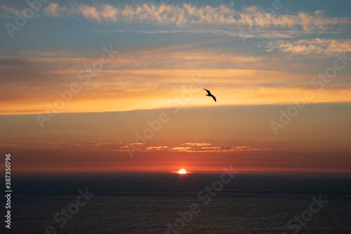 Seagull over the sunset