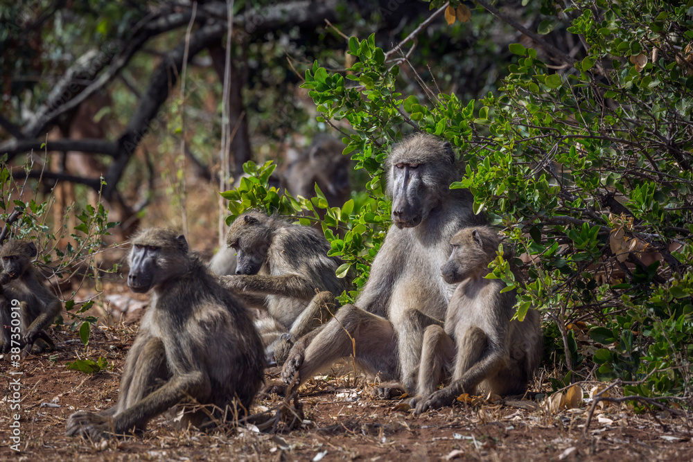 Chacma baboon cute family scenic in Kruger National park, South Africa ; Specie Papio ursinus family of Cercopithecidae