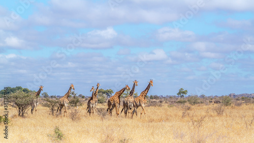 Small group of Giraffes walking in savannah scenery in Kruger National park, South Africa ; Specie Giraffa camelopardalis family of Giraffidae