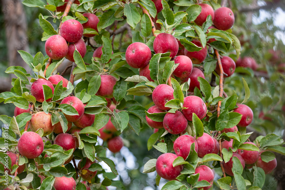 
apple and apple orchards, Amasya Apple