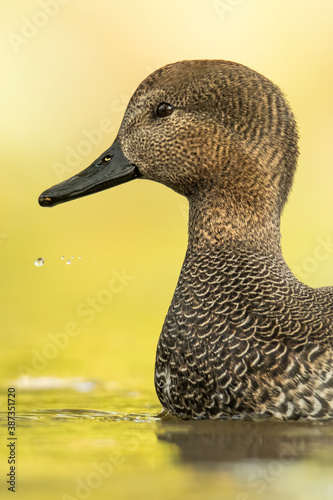 Canvastavla Gadwall (Mareca strepera), with beautiful green coloured water surface