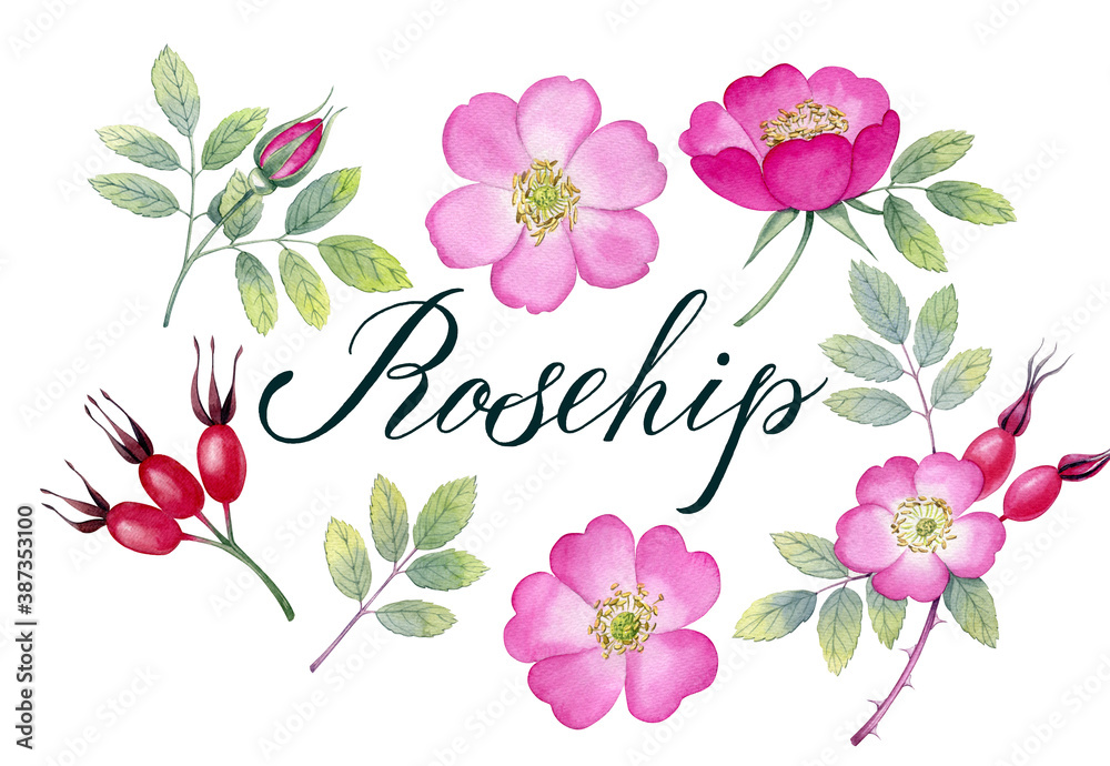 Watercolor hand drawn pink rosehip set. Can be used as print, postcard, invitation, greeting card, packaging design, textile, stickers, label, tattoo, element design. Watercolor hand drawn pink rosehip set. Can be used as print, postcard, invitation, greeting card, packaging design, textile, stickers, label, tattoo, element design.