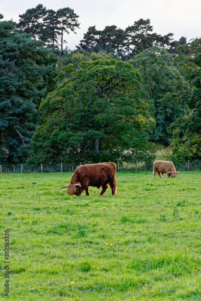 Scotish Highland cow in a field - Scotland Scotish Highland cow in a field - Scotland