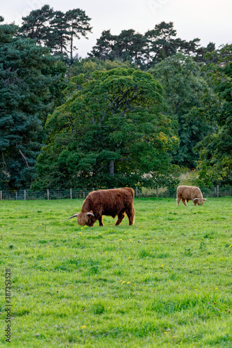 Scotish Highland cow in a field - Scotland