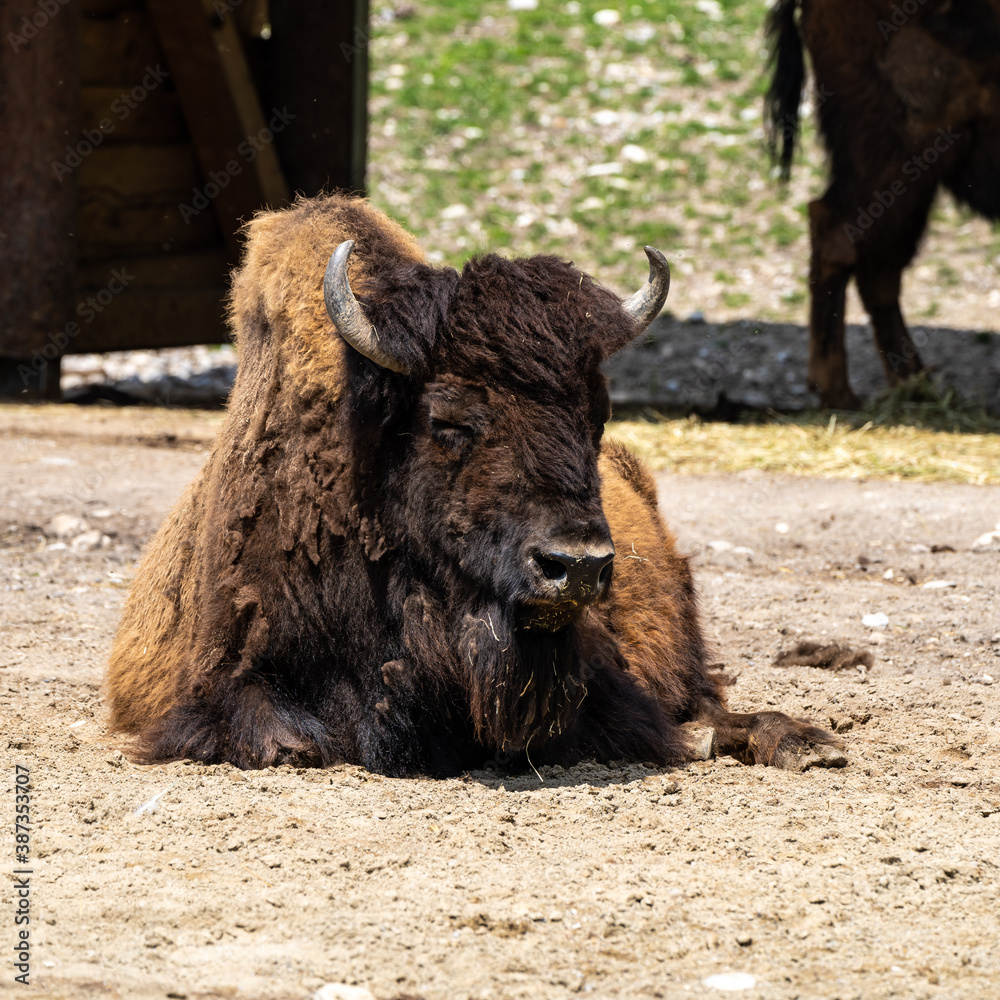 Fototapeta premium American buffalo known as bison, Bos bison in the zoo