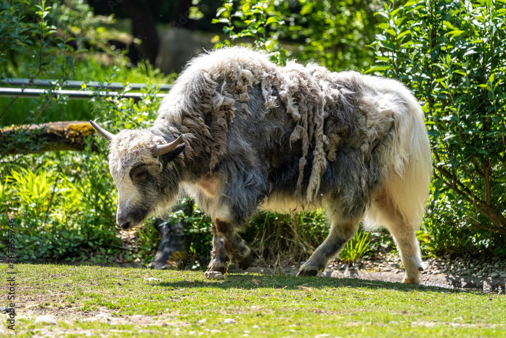 Fototapeta premium The domestic Yak, Bos mutus grunniens in a park