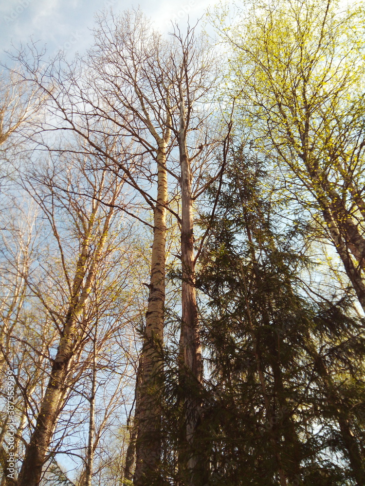 Typical russian forest