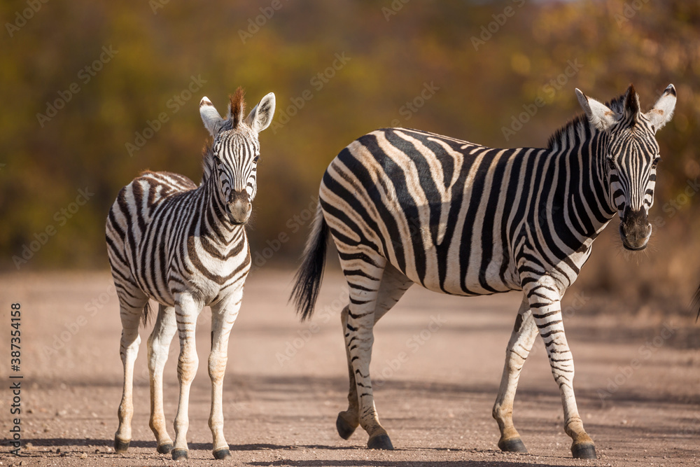 Plains zebra female and baby in safari gravel road in Kruger National park, South Africa ; Specie Equus quagga burchellii family of Equidae Plains zebra female and baby in safari gravel road in Kruger National park, South Africa ; Specie Equus quagga burchellii family of Equidae