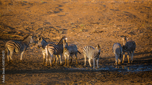 Small group of Plains zebra at waterhole at dawn in Kruger National park  South Africa   Specie Equus quagga burchellii family of Equidae