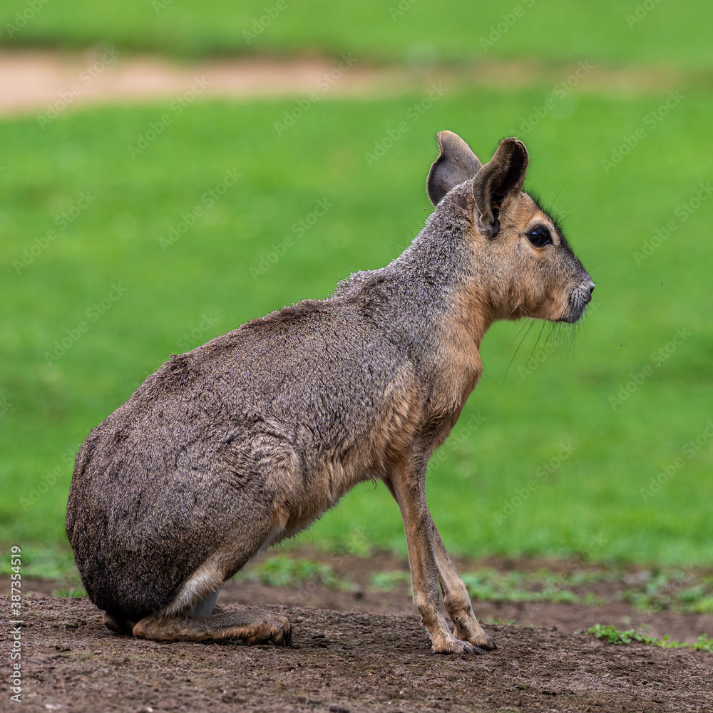 Patagonian Mara, Dolichotis patagonum are large relatives of guinea pigs