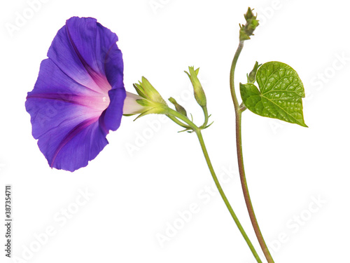Canvas-taulu Purple flower of Morning glory isolated on white background, Ipomoea purpurea