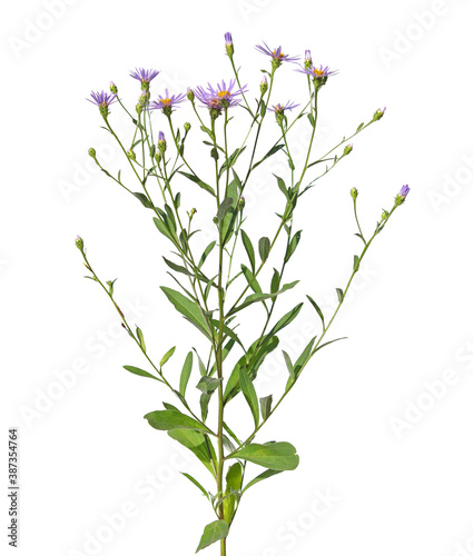 Alpine aster plant isolated on white, Aster alpines