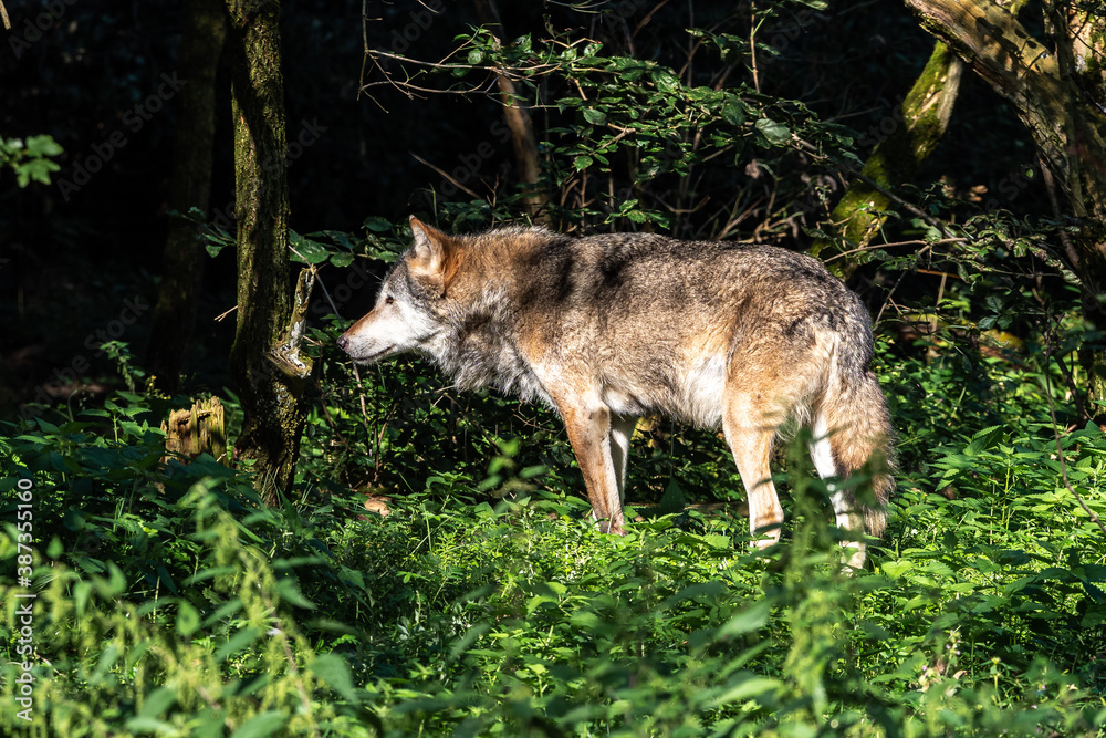 European Grey Wolf, Canis lupus in a german park European Grey Wolf, Canis lupus in a german park