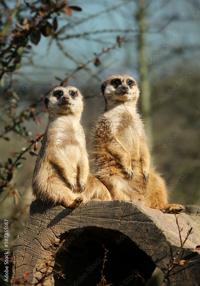 Fototapeta premium Two meerkats sit on a tree trunk and watch, photographed vertically.