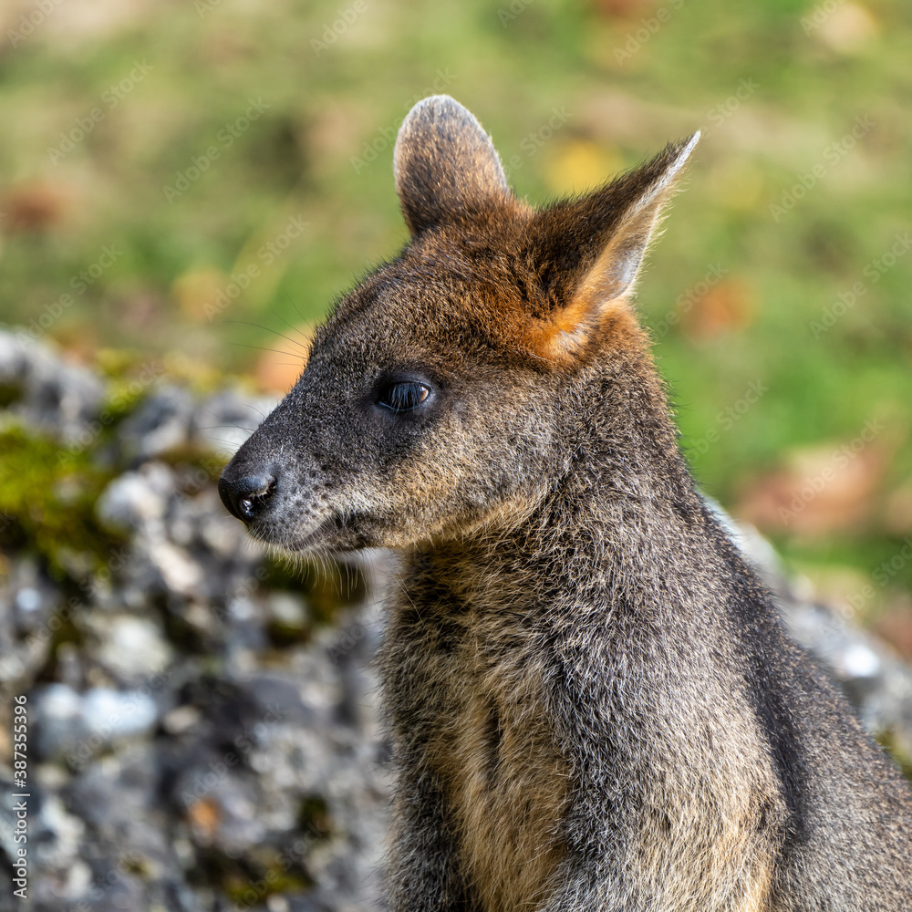Naklejka premium Swamp Wallaby, Wallabia bicolor, is one of the smaller kangaroos
