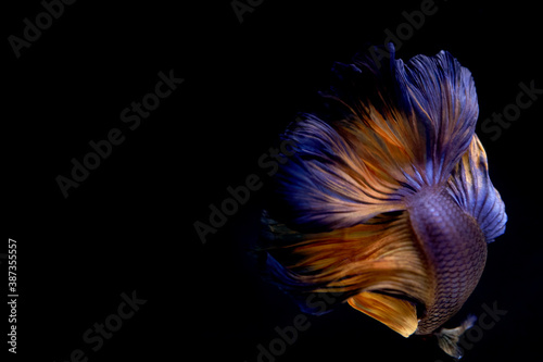 the yellow carnations half-moon batta fish in movement on black background out focus © Thanat