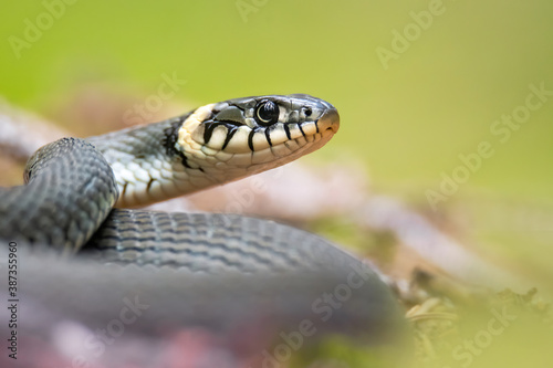 Grass snake (Natrix natrix), with beautiful green coloured background. Colorful snake with grey scales on the ground in the forest. Wildlife scene from nature, Czech Republic