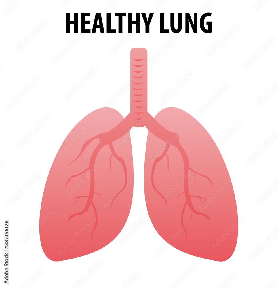 Healthy lungs cartoon flat icon for web design isolated on white  background. Scientific medical illustrations of human lungs. Pneumonia  concept. Illustration Stock Illustration | Adobe Stock