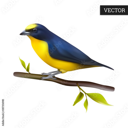 Orange-bellied Euphonia bird of Ecuador isolated on a white background. Realistic (Euphonia laniirostris). America bird. Vector illustration 3D. Natural bird icon on branch. Design element.