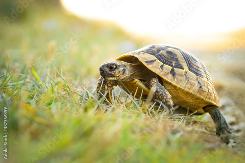 Fototapeta Naklejka Na Ścianę i Meble -  Hermann's tortoise (Testudo hermanni), with beautiful green coloured background. Colorful tortoise on the ground near the sea. Wildlife scene from nature, Croatia