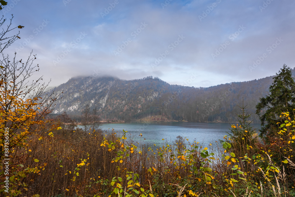 colorful leaves in autumn with shrubs on a lake