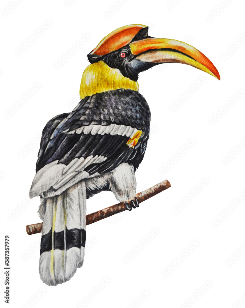Fototapeta premium Hornbill bird. Watercolor. Illustration. Hand drawn. Template. Closeup. 