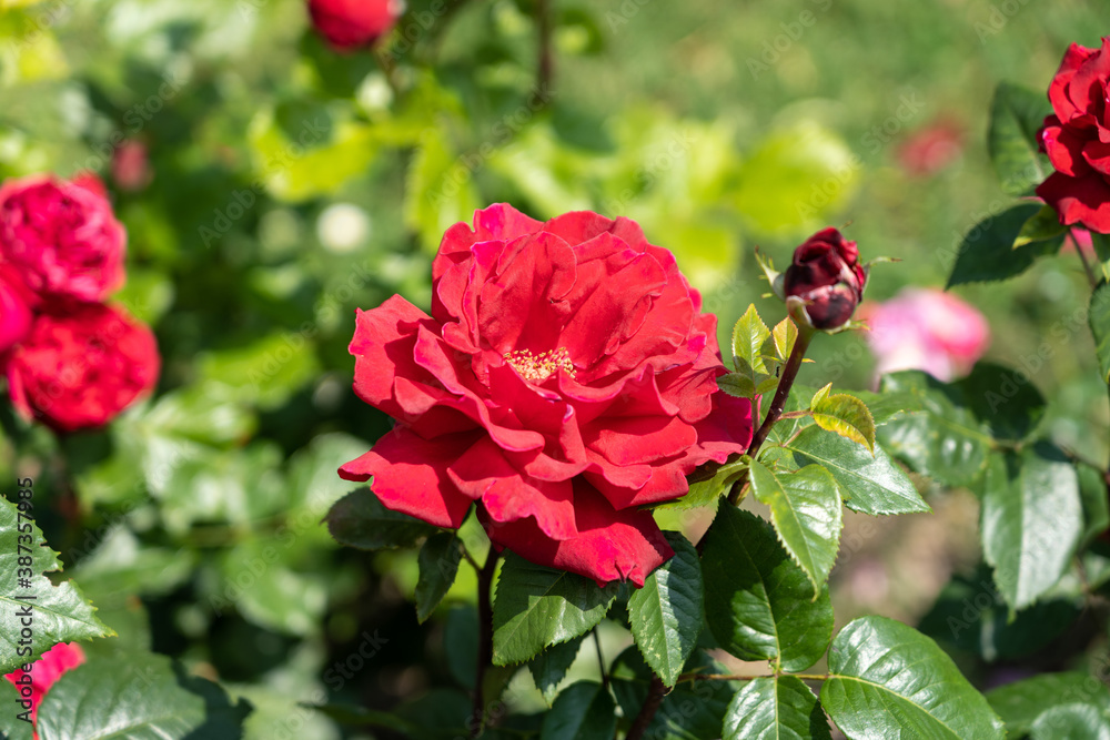 Isolated Red Rose in Viennese Garden Isolated Red Rose in Viennese Garden