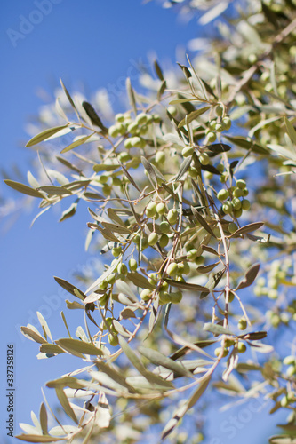 Green olive tree branches outdoor
